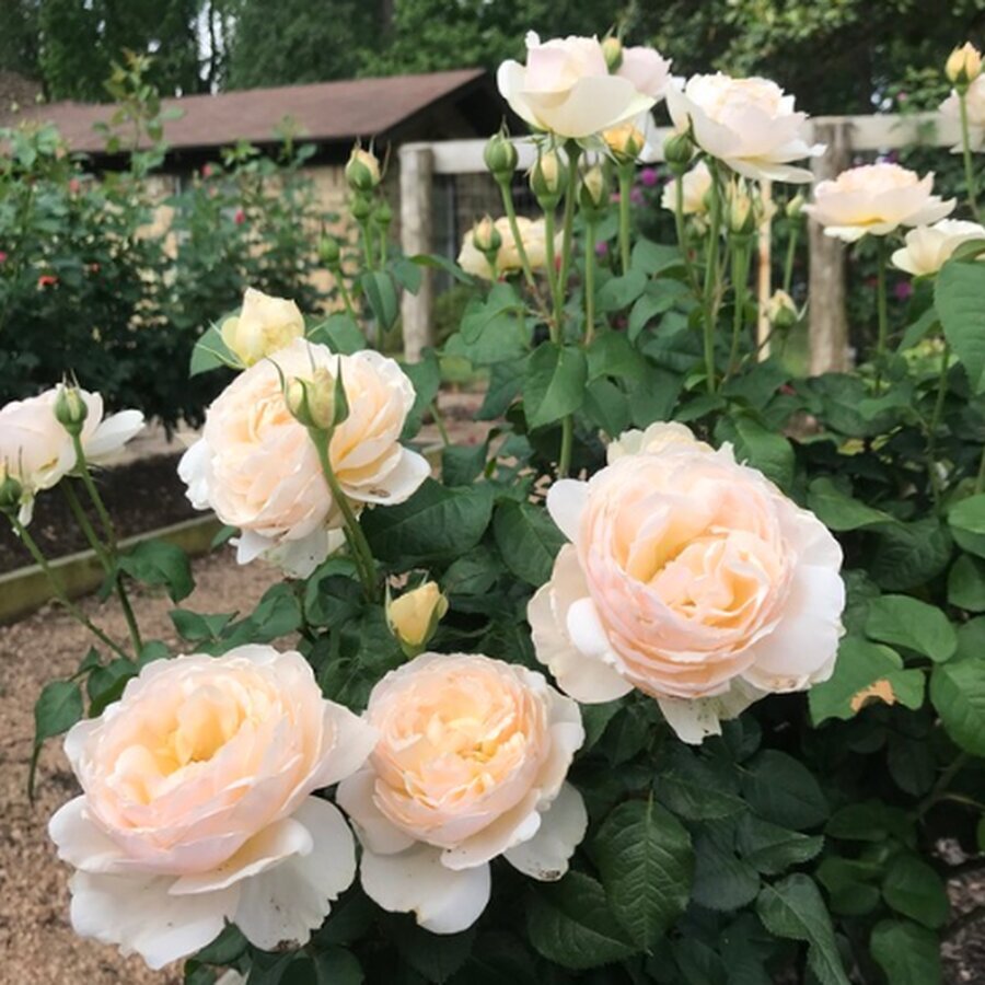 rosa moonlight in paris 1