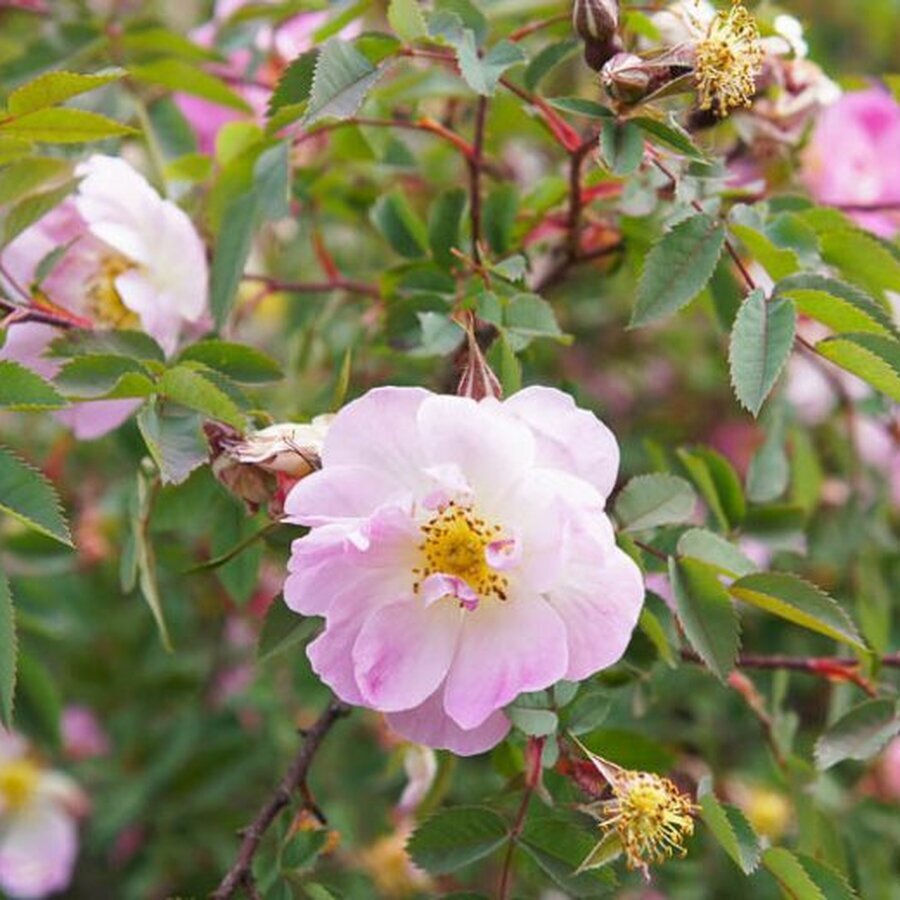 rosa palustris 780x520 1