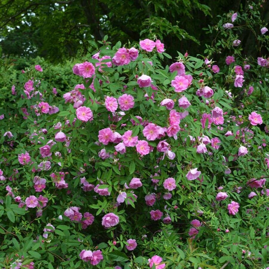 rosa palustris native rose