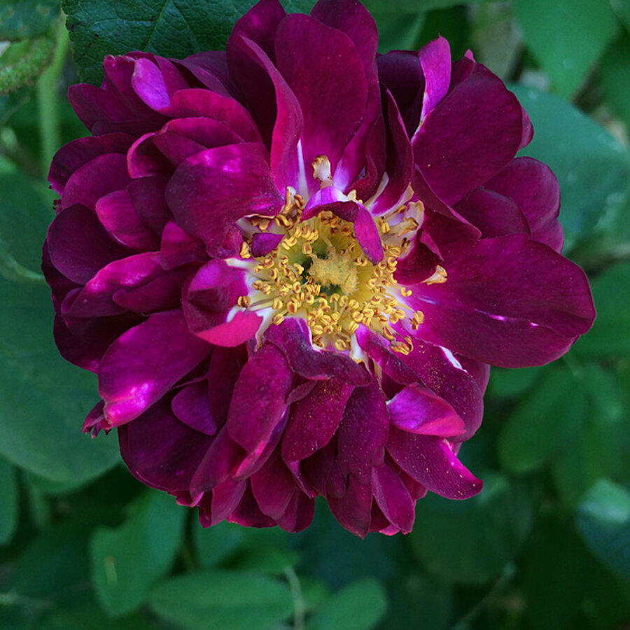 rosa tuscany superb