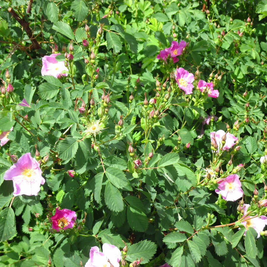 rosa woodsii plant close up 1 scaled 1