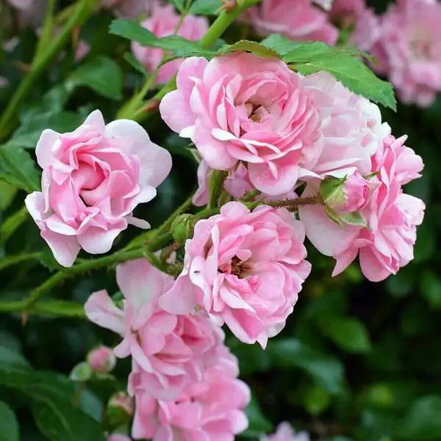 rosa x polyantha the fairy rosier paysage rose double