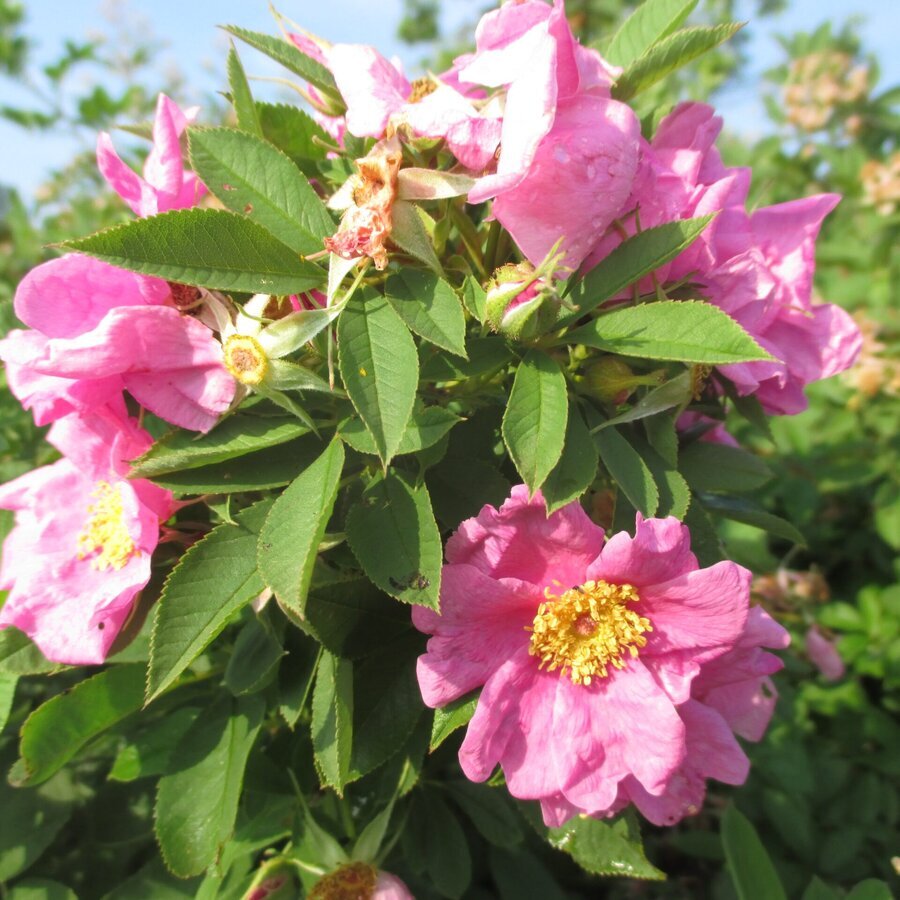 rosa Palustris 1 scaled