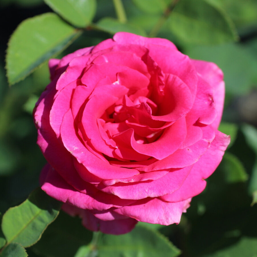 rosa all my loving 91793