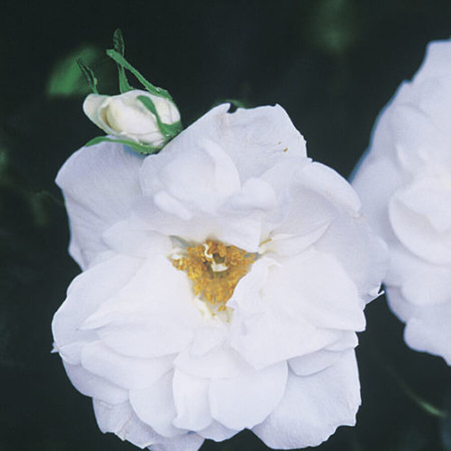 rosa blanc double de coubert bn 2 lg main 500x500 1