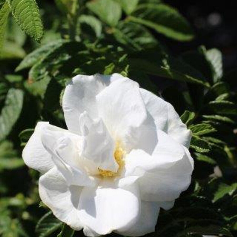 rosa blanc double de coubrt 53591