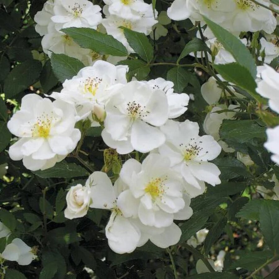rosa darlows enigma