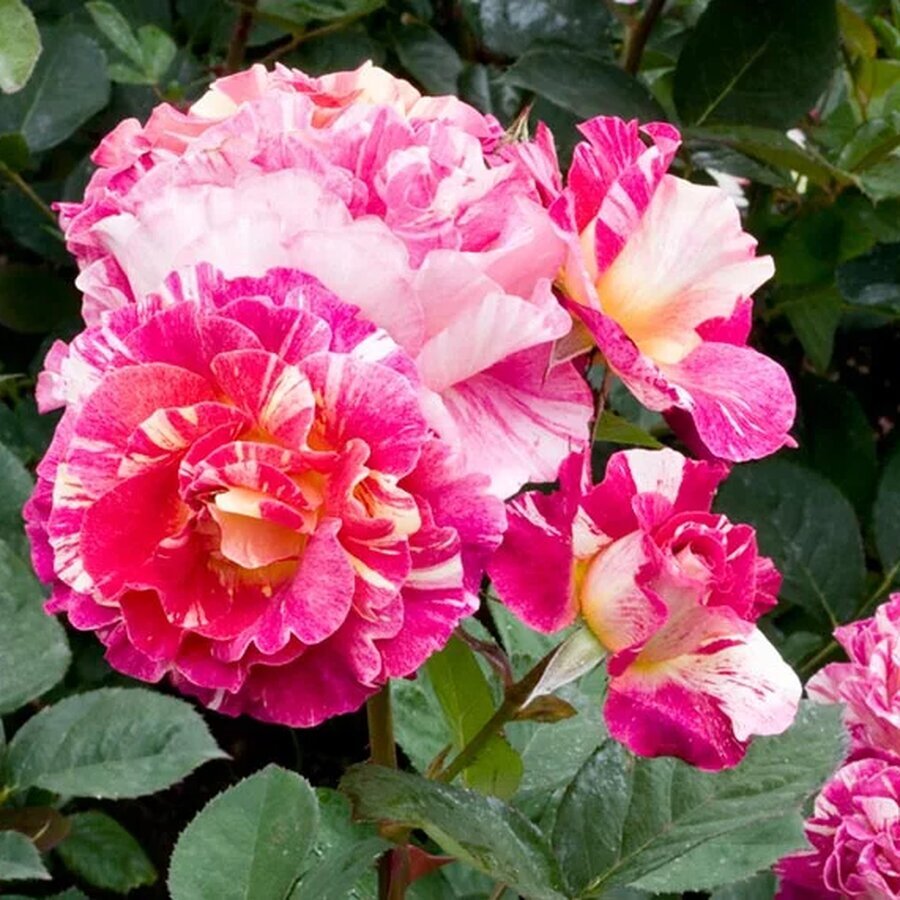 rosa maurice utrillo