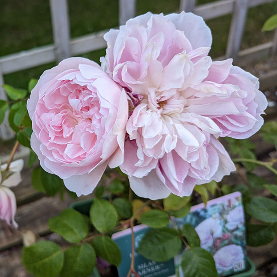rosa silas marner2 918x1000 1
