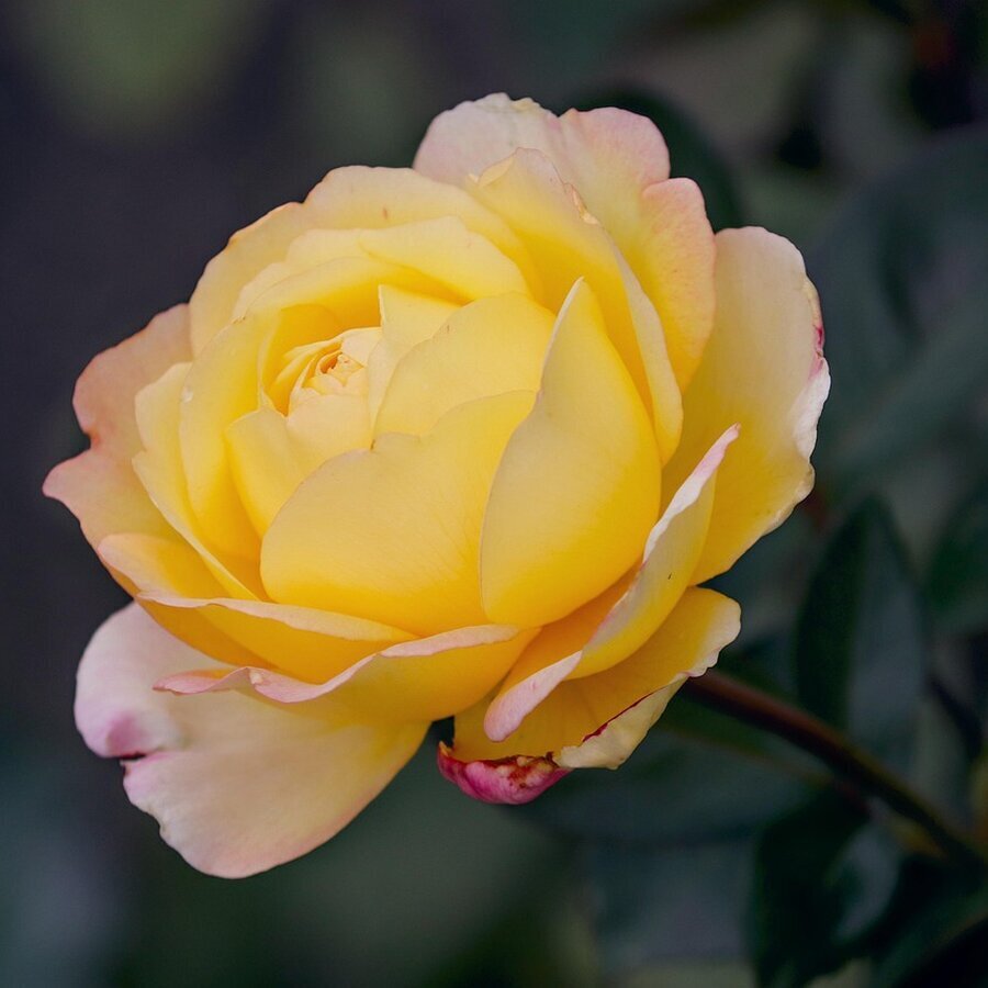 rose 4523869 1280