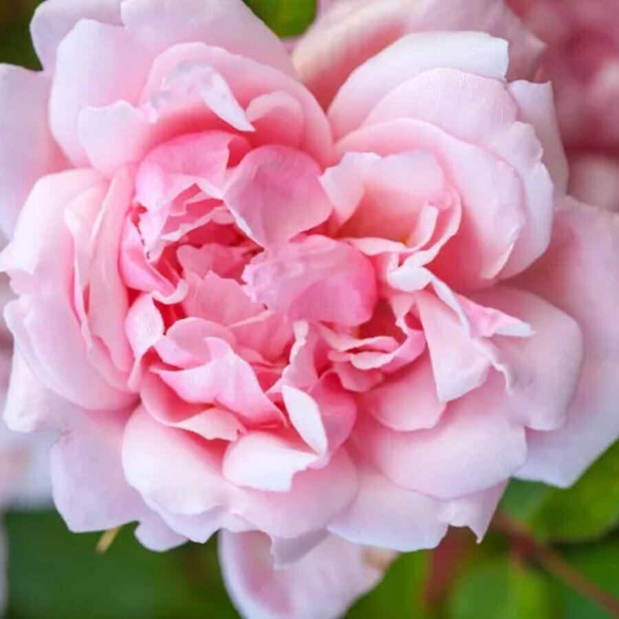 rose albertine 728x533 1