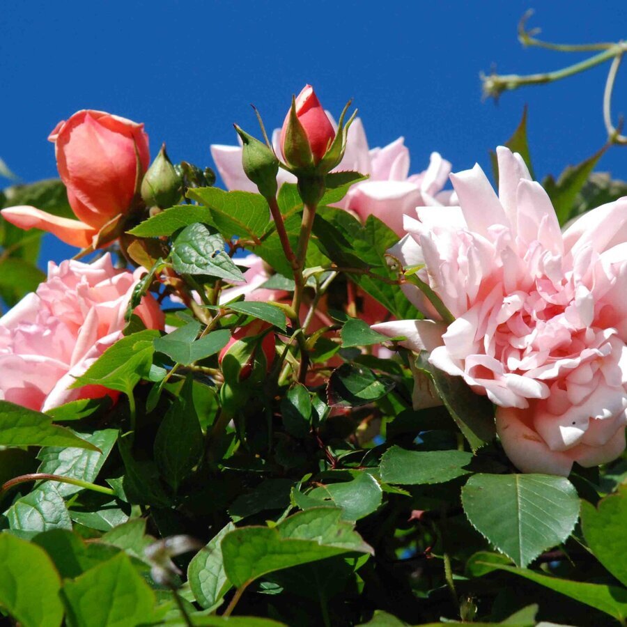 rose albertine june1 scaled