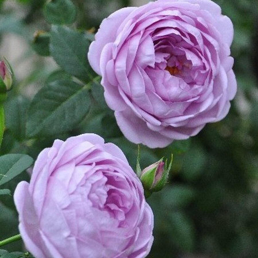 rose blue storm