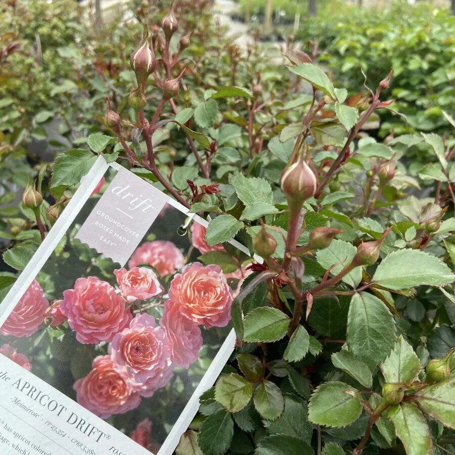 rose drift apricot 3g 759228