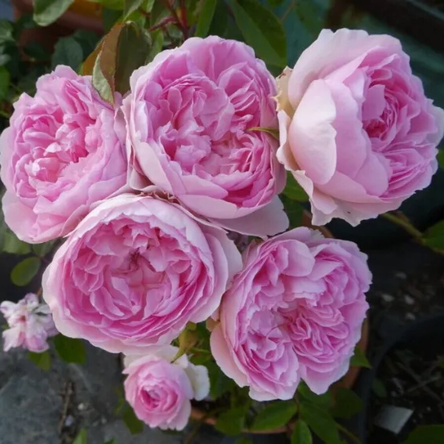 rose rose inglesi silas marner ausraveloe Nit 15016