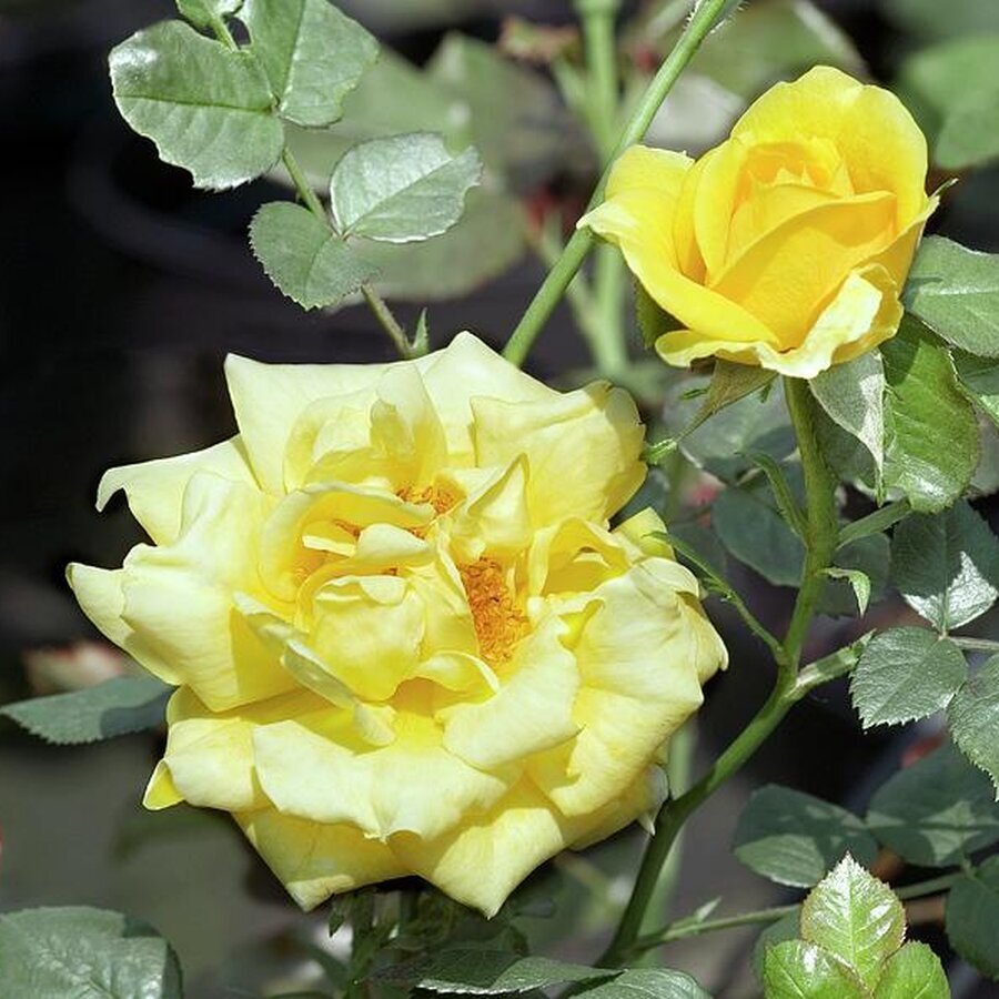 rose sun sprinkles brian gadsbyscience photo library