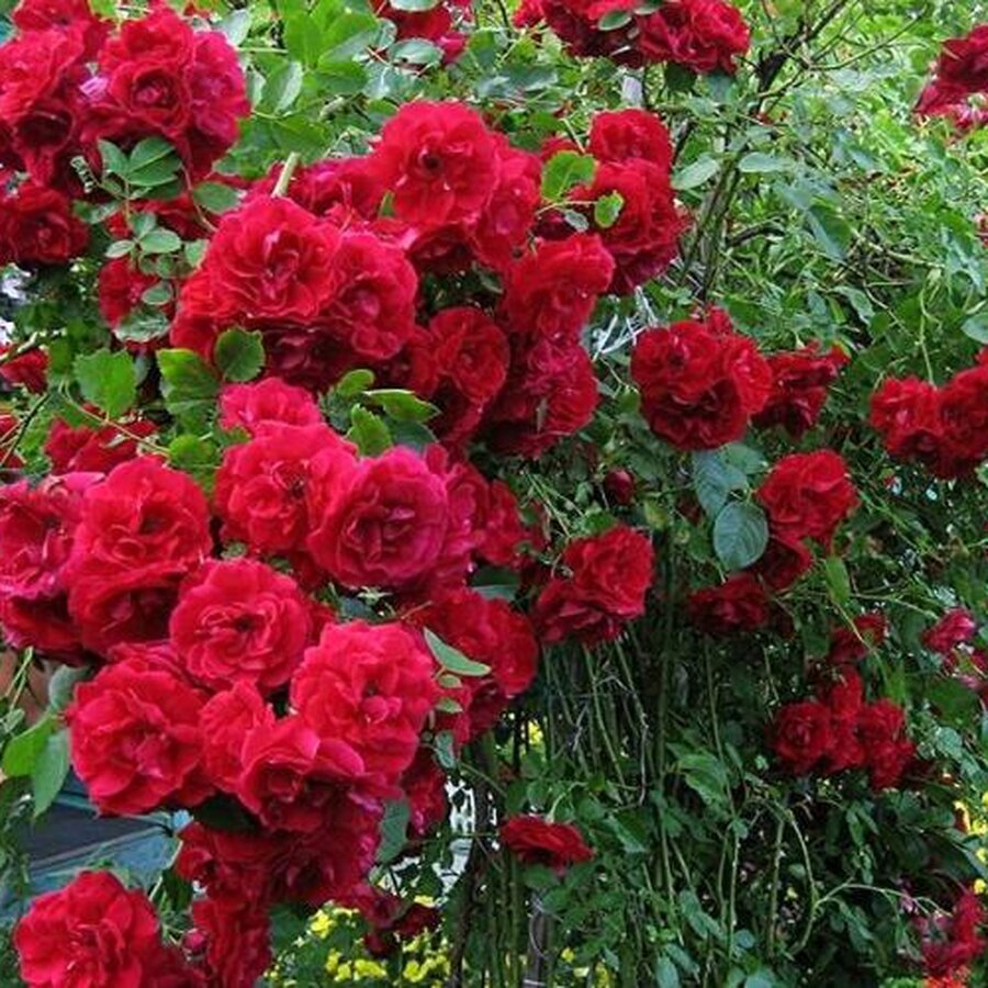 rose blaze improved
