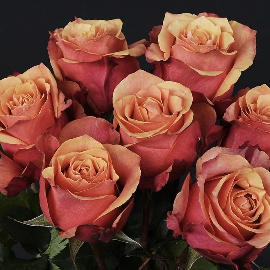 roses 1706445 960 720
