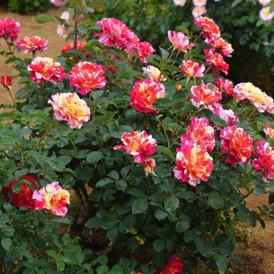 rosier maurice utrillo 2 m