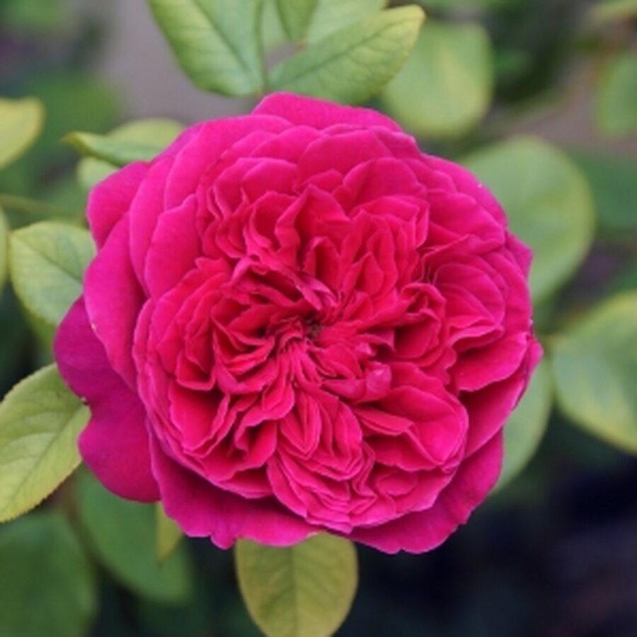 rouge 2