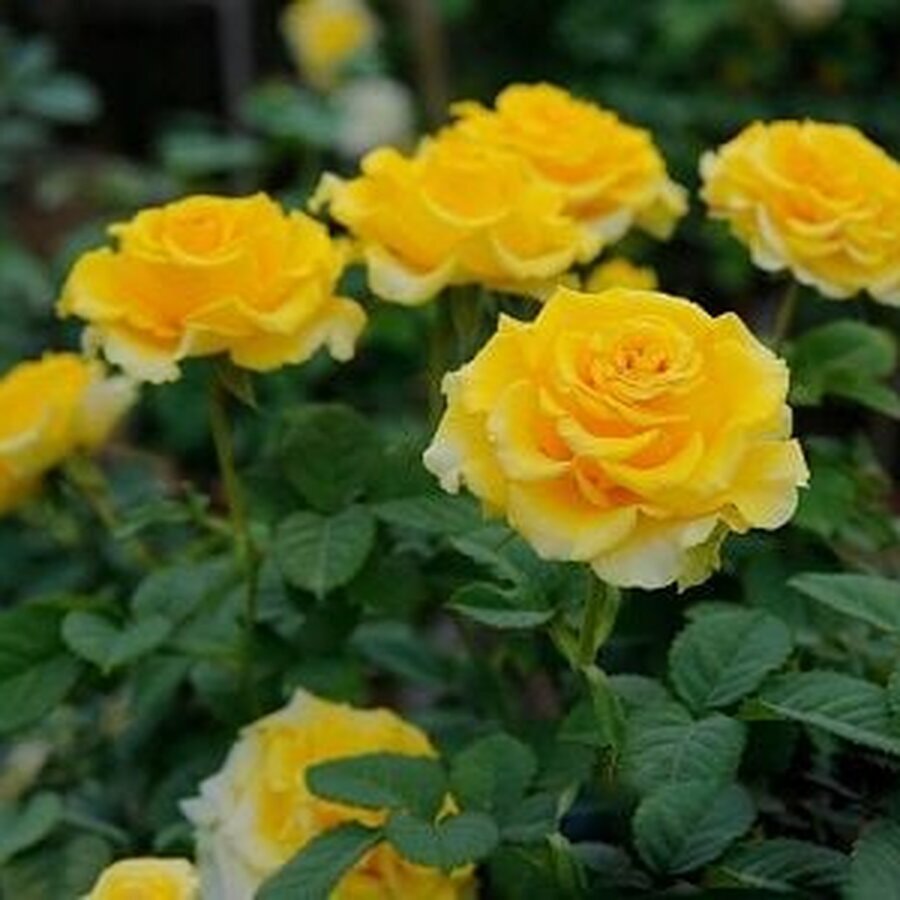 shell rose 1 7d8a3ed13cb24a36bf1ae8b0b7d3d9c5 grande