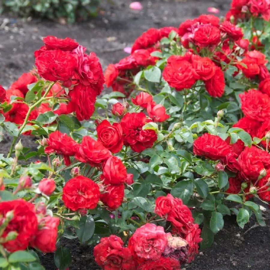 shrub roses fairy queen nen 1544