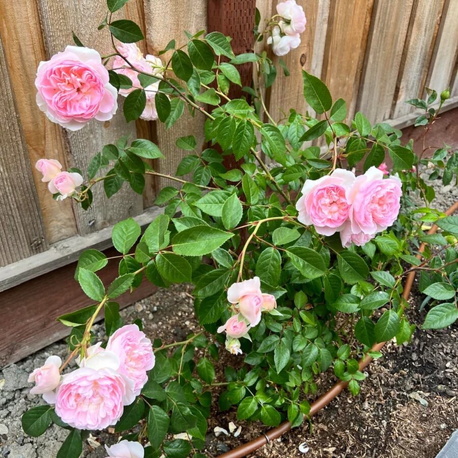 silas marner rose v0