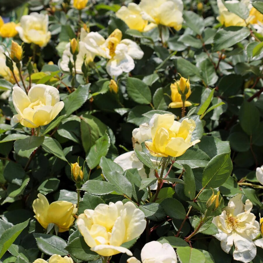 sunny knock out rose 30537287434282