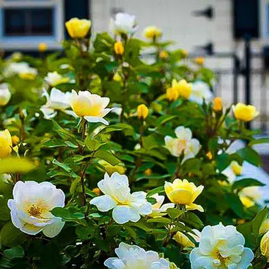 sunny knockout rose 3 jpg webp