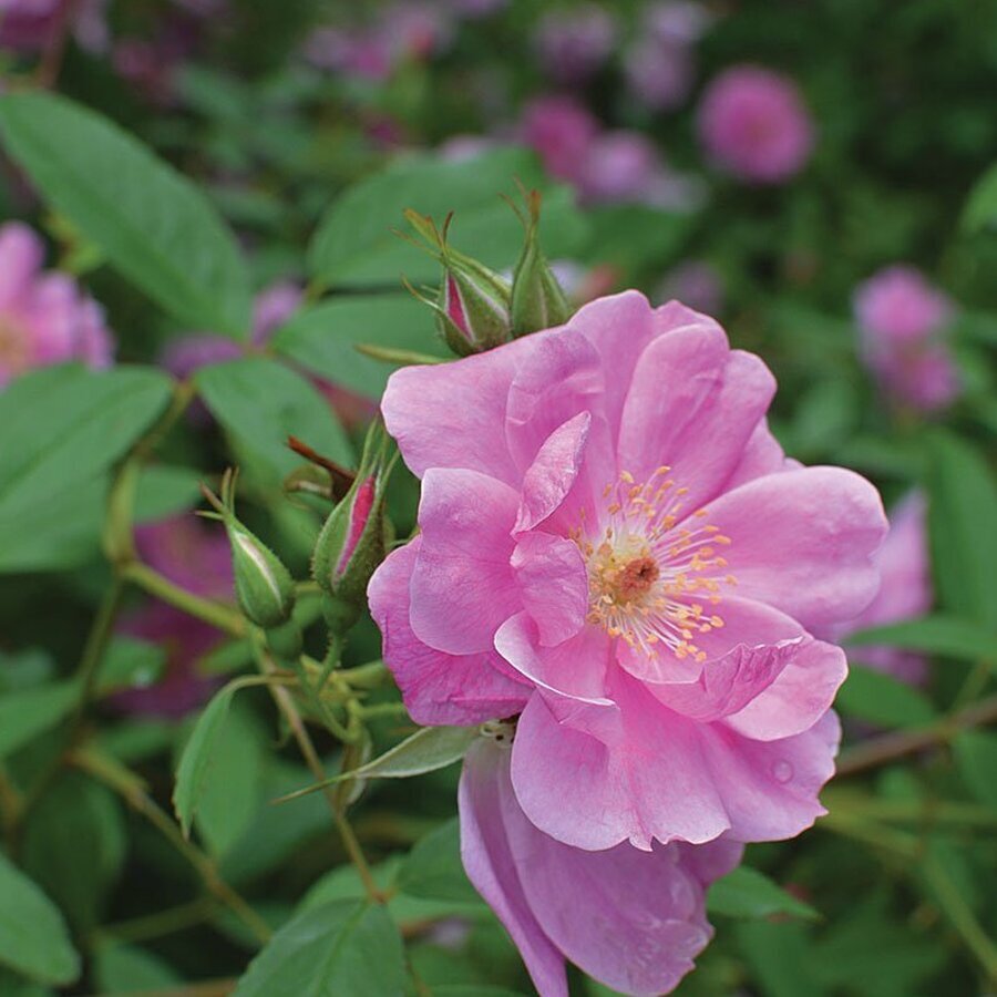 swamp rose native rosa palustris ftimg