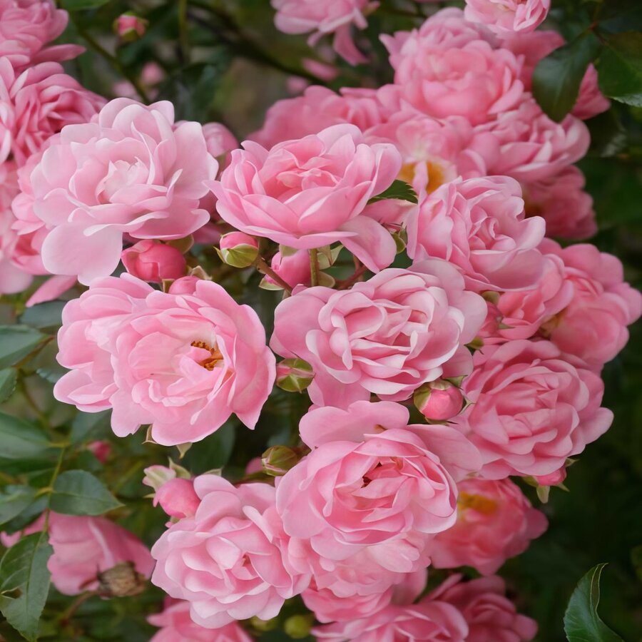 the fairy rose