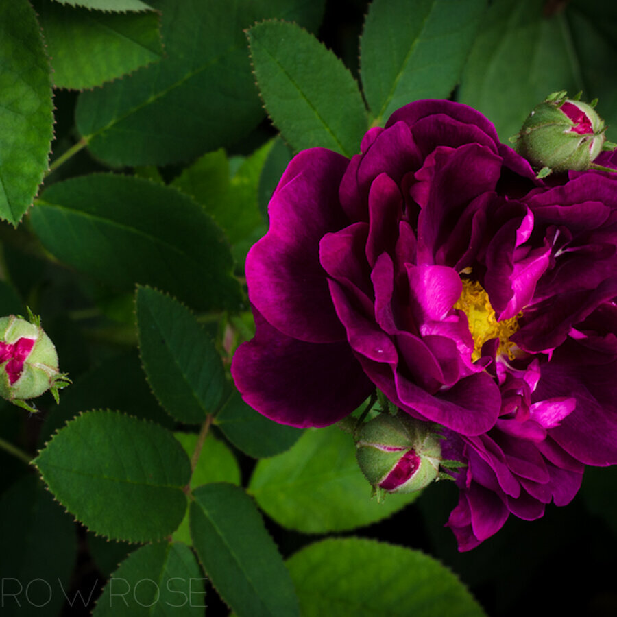 tuscany superb the velvet rose