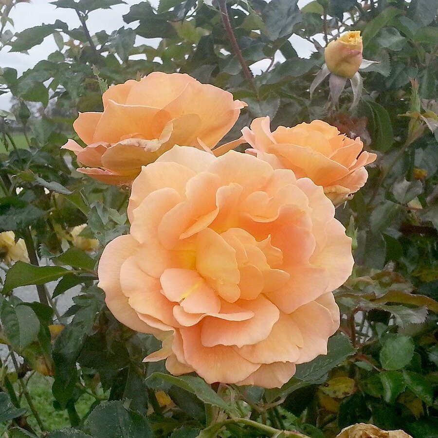 web1 160818 EDH rose M