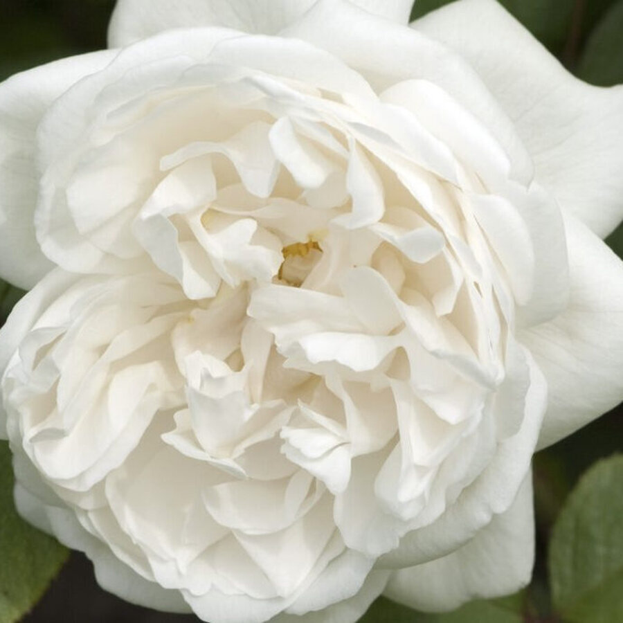 winchester cathedral rose 1024x683 1