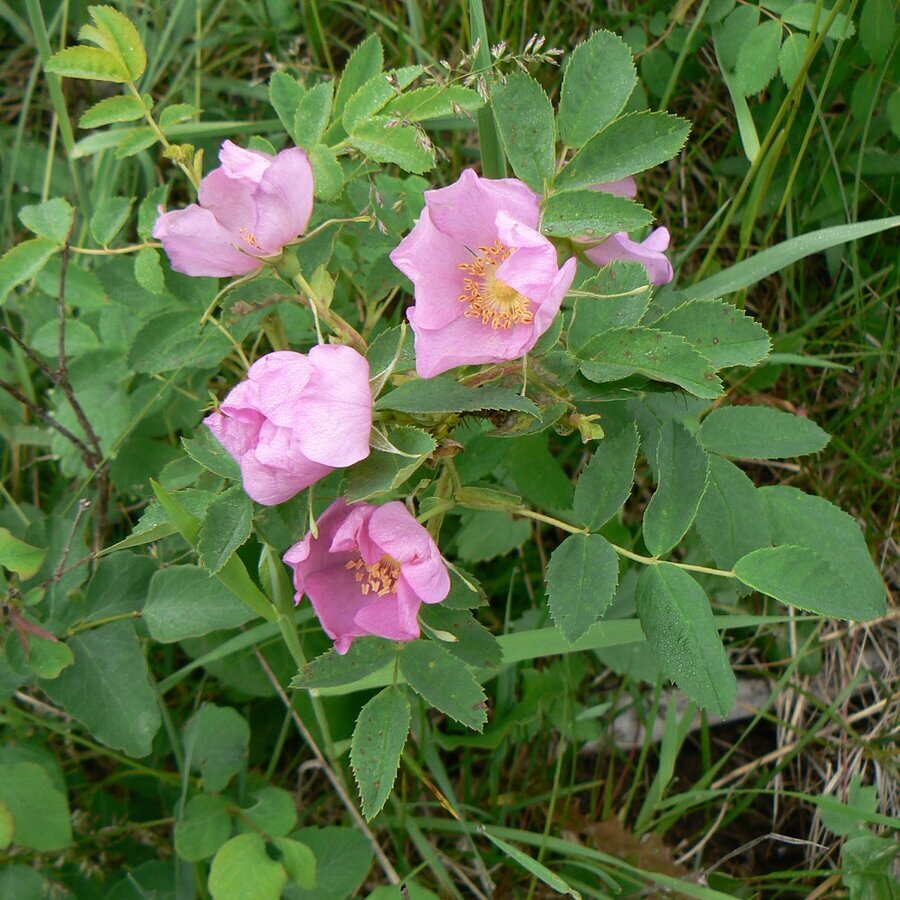 woods rose 96