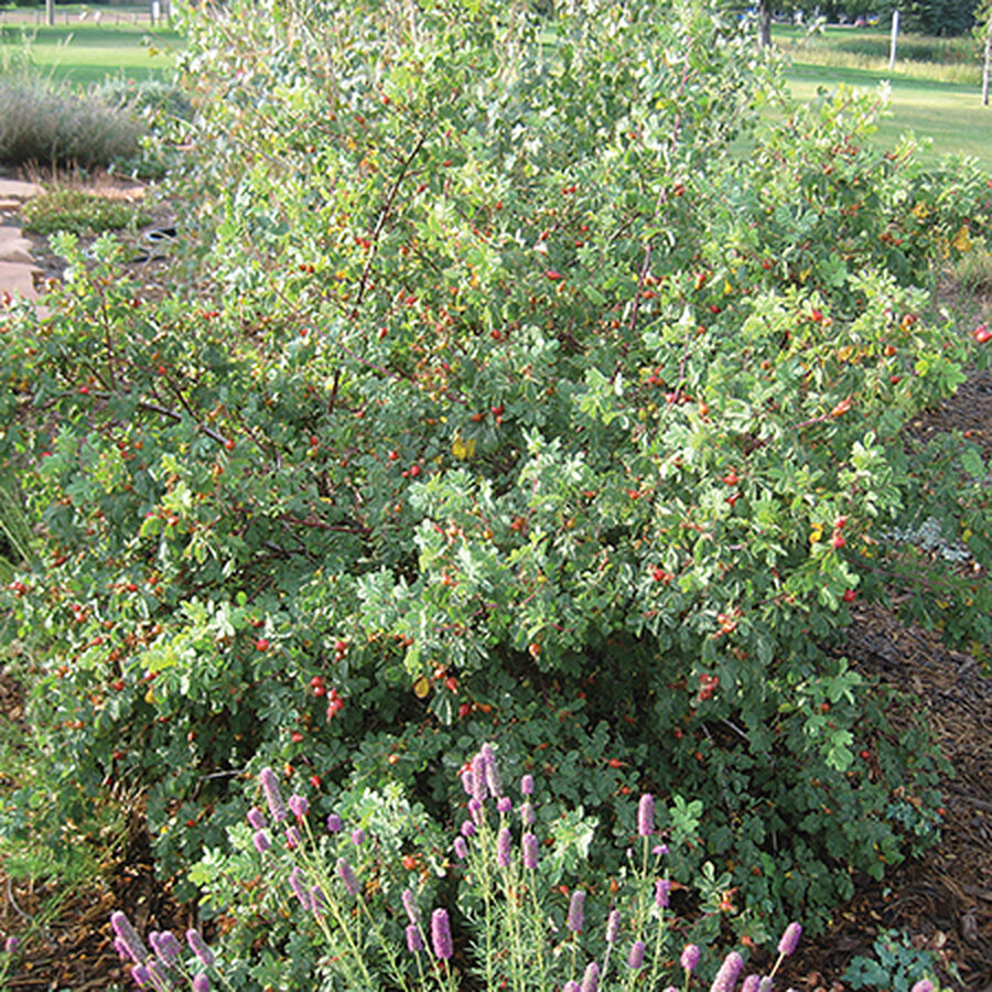 woodsroseJT