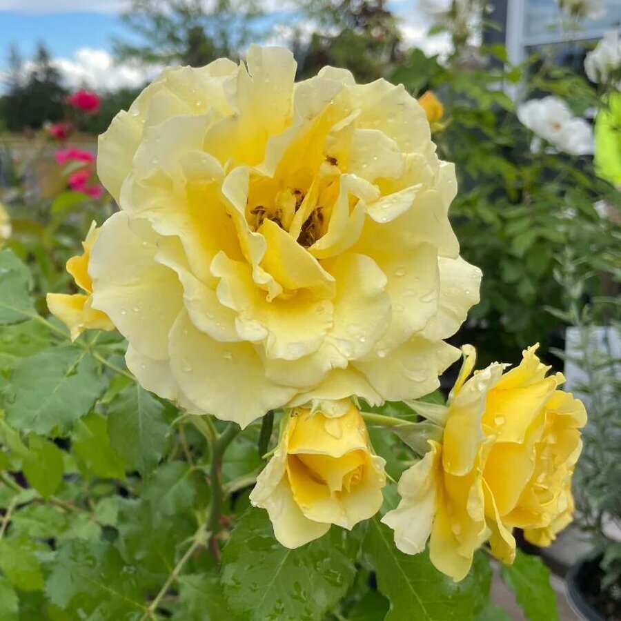 yellowrose