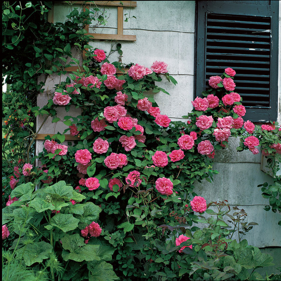 zephirine drouhin climbing rose jackson and perkins img0ef18bb504f606b0 4 3252 1 1335393