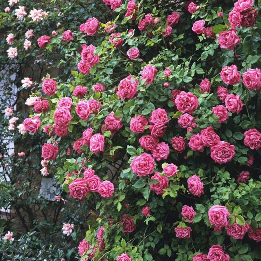 zephirine drouhin climbing rose rose nature hills nursery 1 container 9630544 grande
