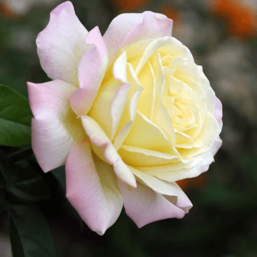 670f85e2937c24dab0e1b35a 667d15155b3c9f28de31024c 642cb2e1ddbfcfee04b354c7 Peace rose bush 575 x 575 p 500