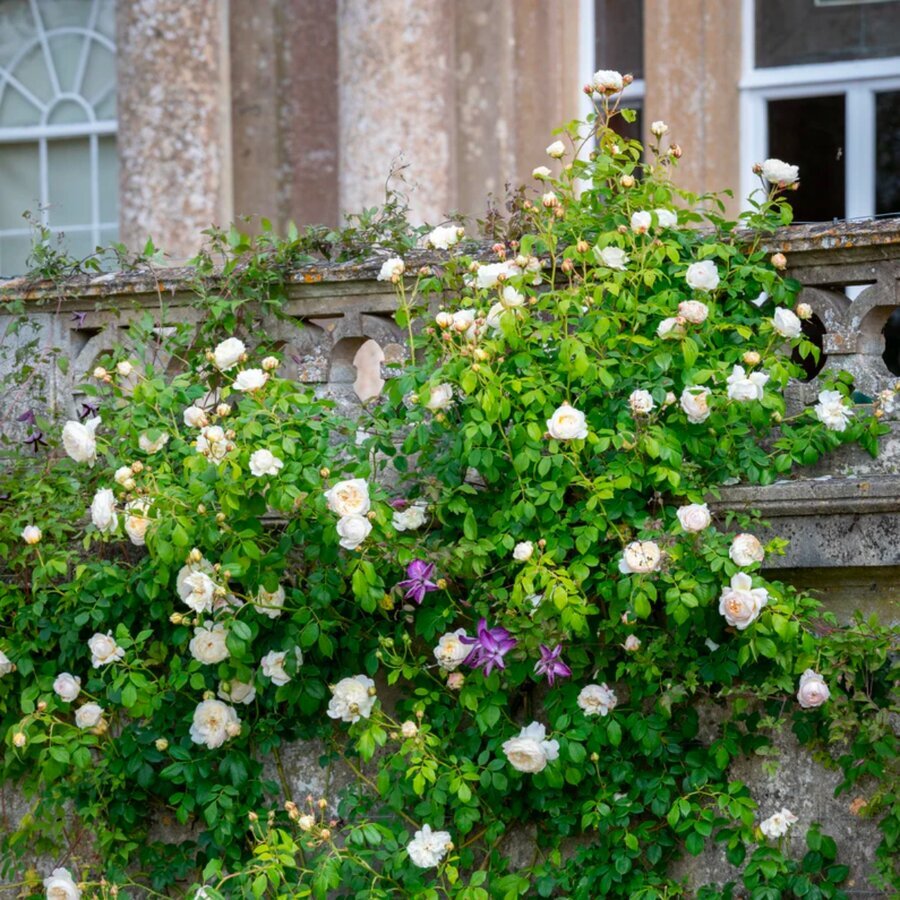 Claire Austin English Climbing Rose Blooms and Leaves 02847