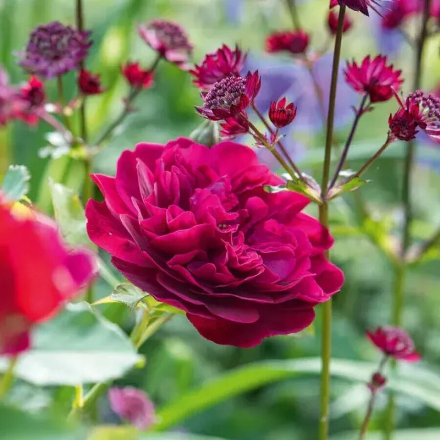 DarceyBussell1 640w