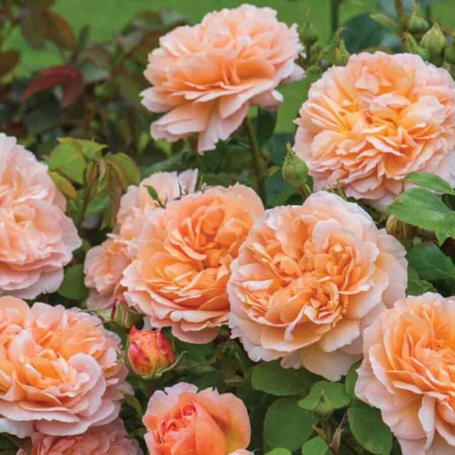David Austin English Rose The Lady Gardener 12A1592A A41Optimized 570x533 1