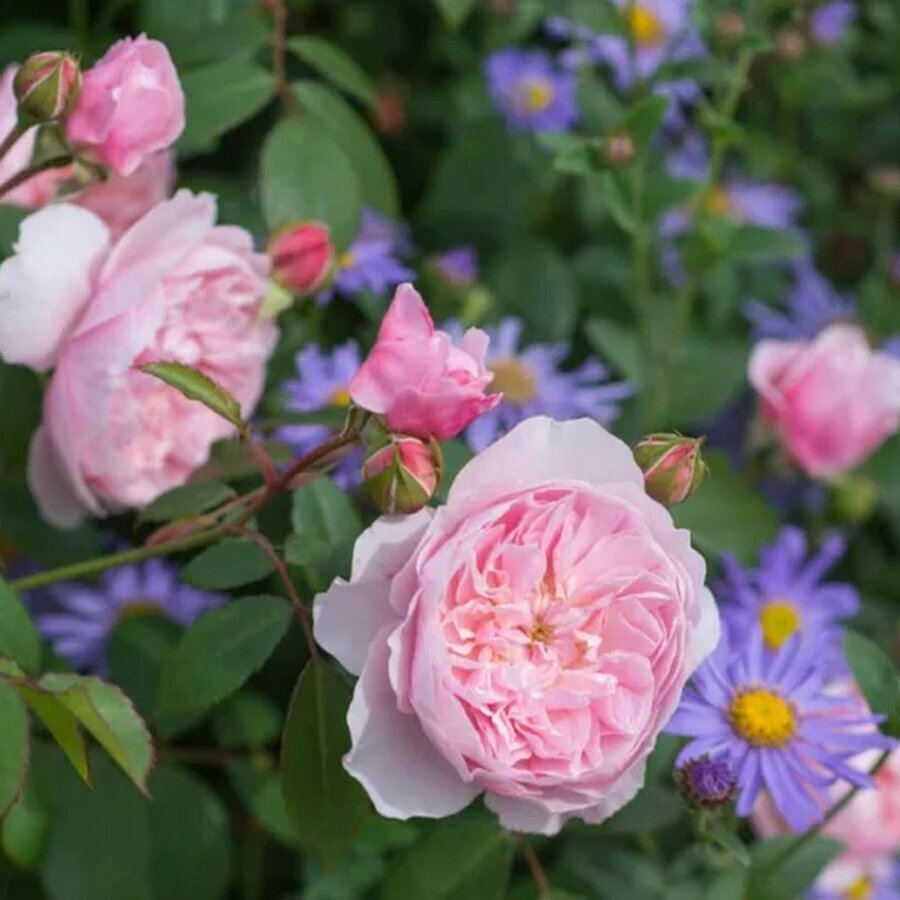 David Austin English Rose Wisley 2008 Aster x frikartii Monch BOptimized 642x533 1