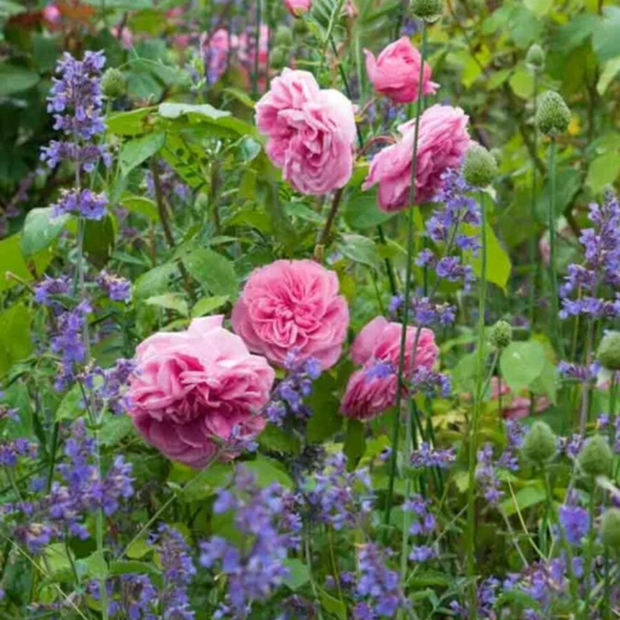 Gertrude Jekyll Ausbord Nepeta Six Hills GiantOptimized 484x533 1