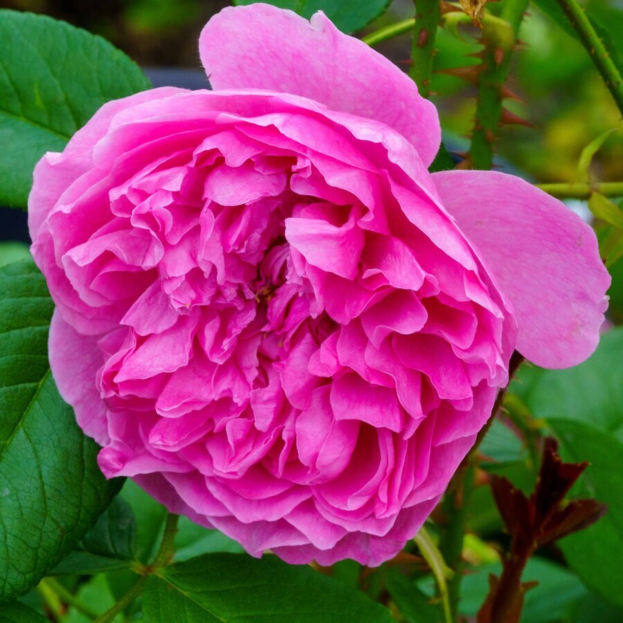 HarlowCarrClimbingRose 3