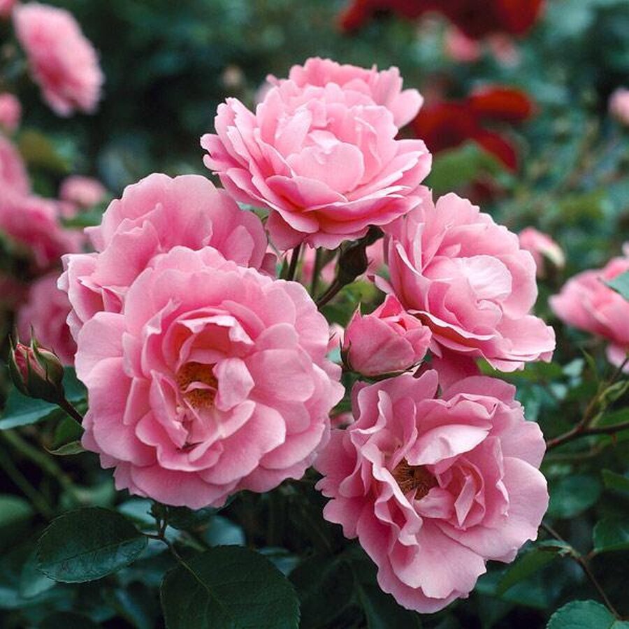 Queen Elizabeth Rose FGT 600x600 05bf4c90 6cb3 498d 84d9 f84ea982369c
