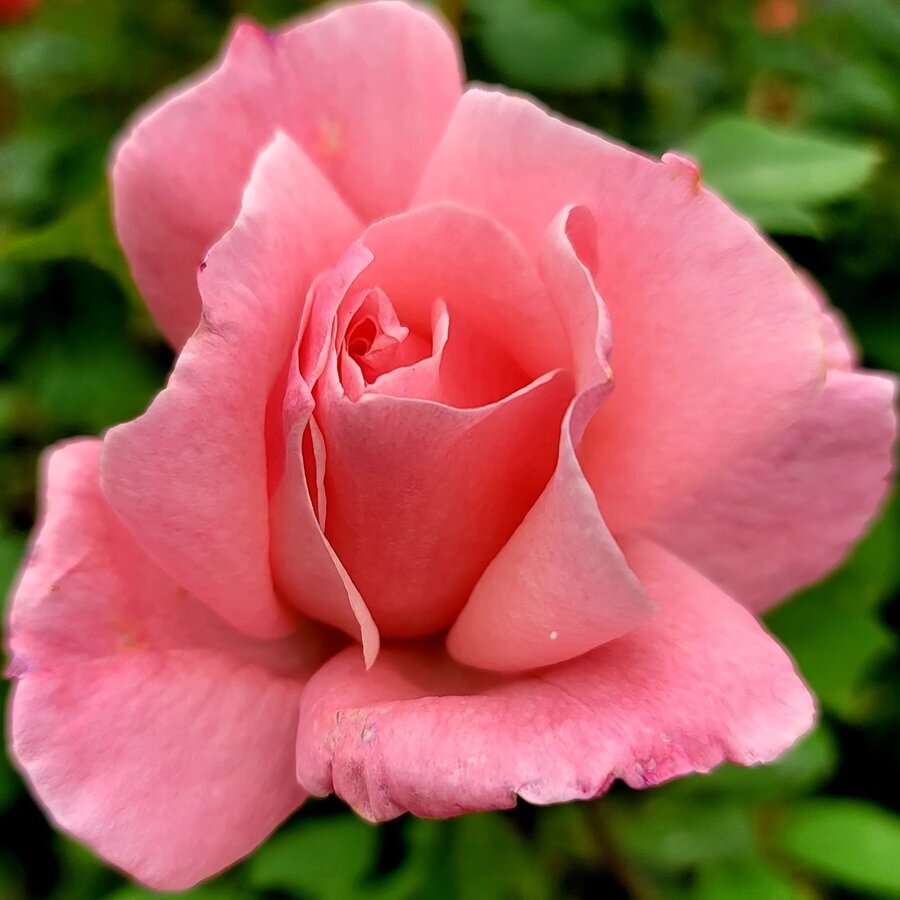 Queenelizabeth