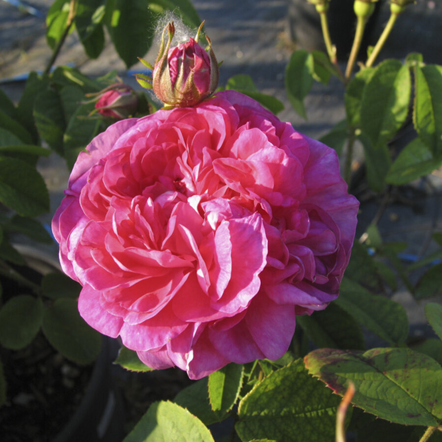 ROSA DUC DE GUICHE 1 547