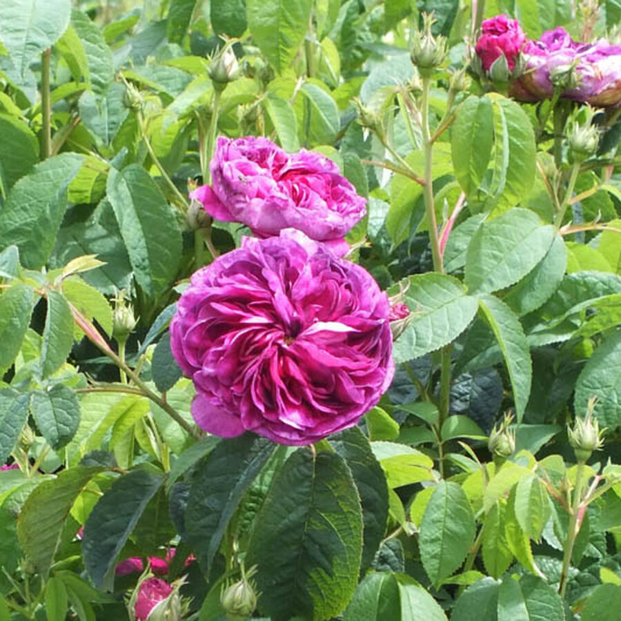 Rosa Charles de Mills Optimized